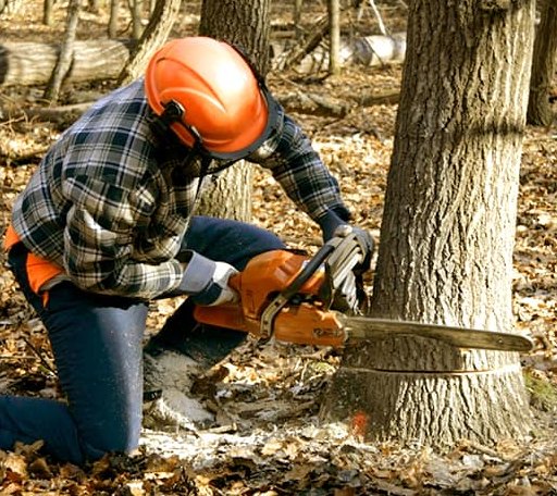 Tree Removal in Fairview, SD